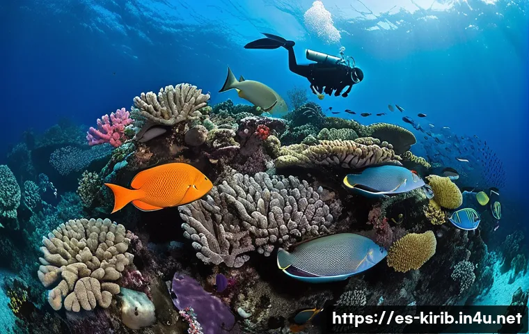 키리바시 다이빙 추천 장소 관련 이미지 2